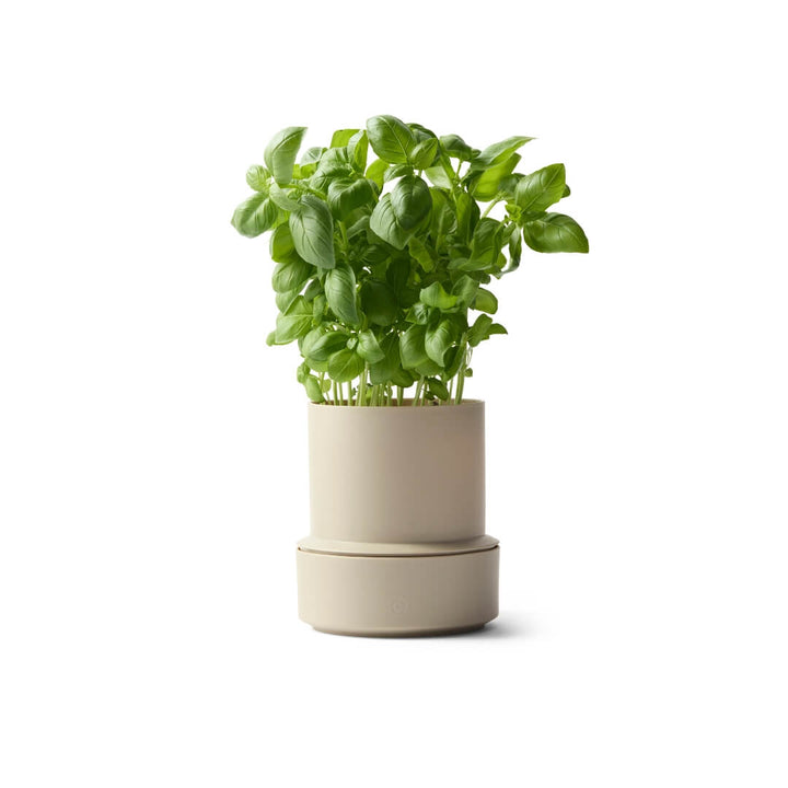 Billund Self-Watering Herb Keeper Pot Cumin