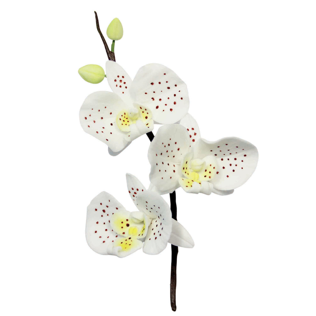 PME Moth Orchid Cutter Set