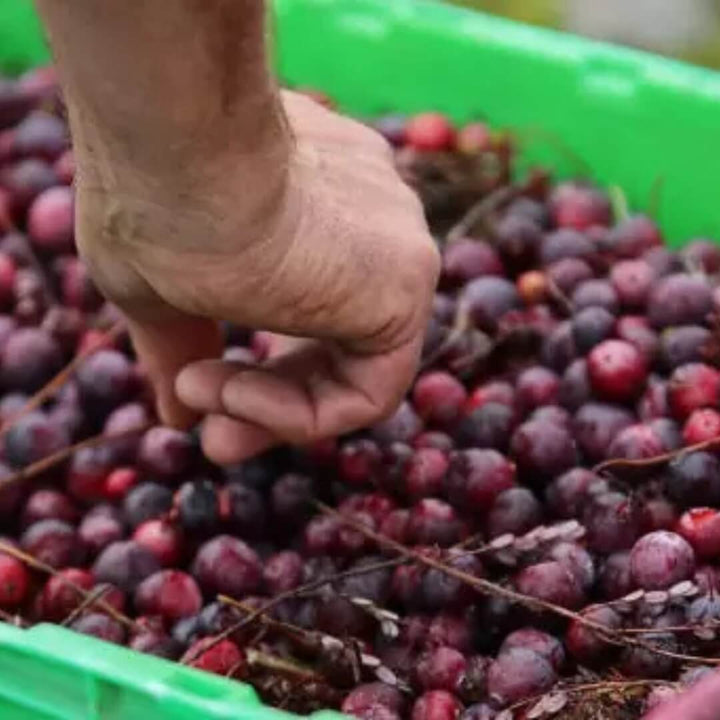 Cranberries Westland Cranberry Compote 245g
