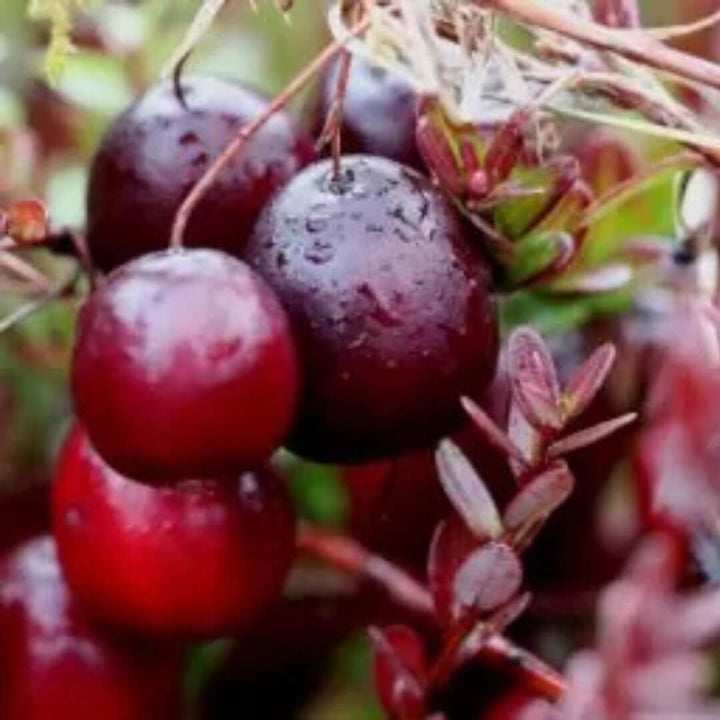 Cranberries Westland Cranberry Compote 245g