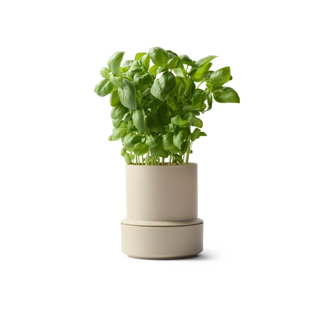 Billund Self-Watering Herb Keeper Pot Cumin