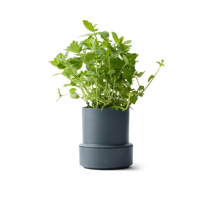 Billund Self-Watering Herb Keeper Pot Blueberry